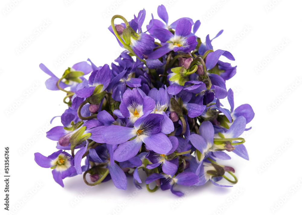 Naklejka premium violet flower isolated