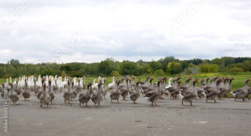 Pack of geese on the road