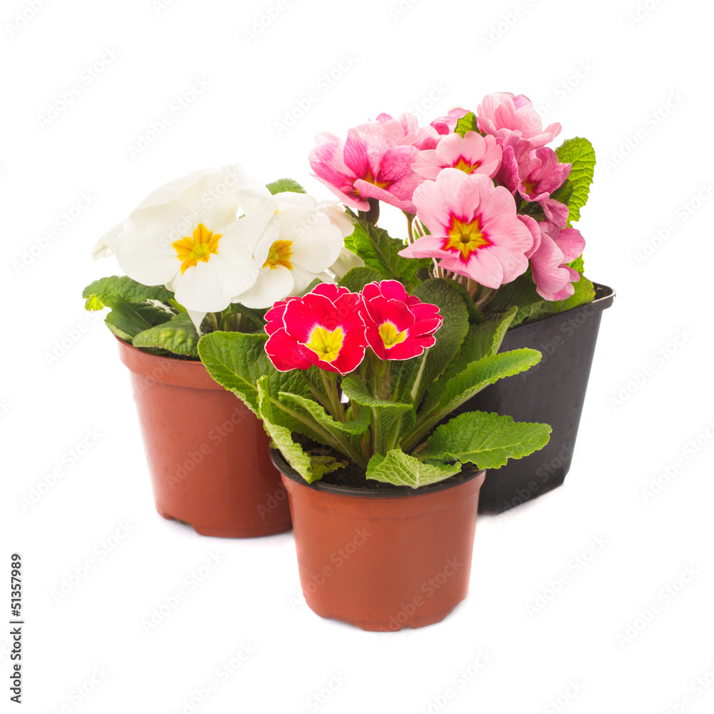 primula in pot isolated primula in pot isolated