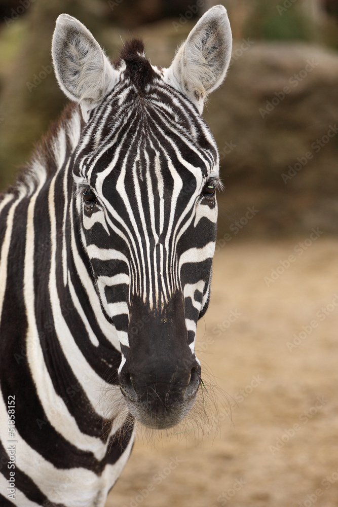 Naklejka premium zebra
