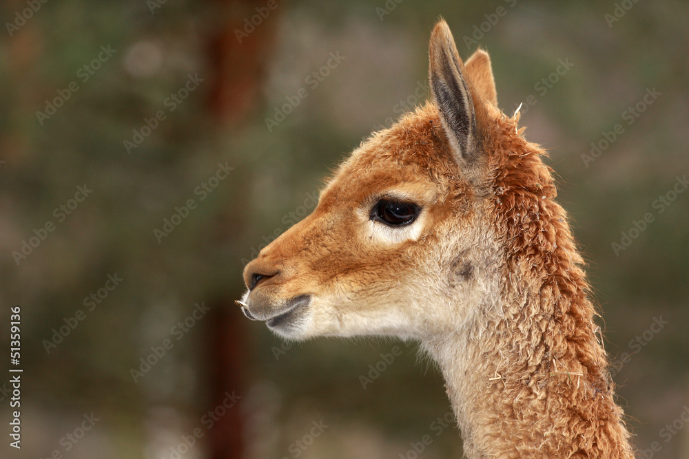 lama