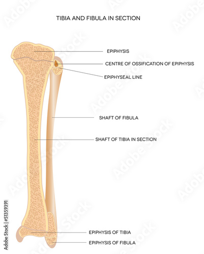 Tibia and Fibula. Leg bones.