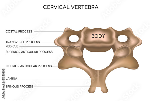 Cervical Vertebra