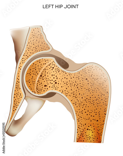 Hip joint, detailed medical illustration