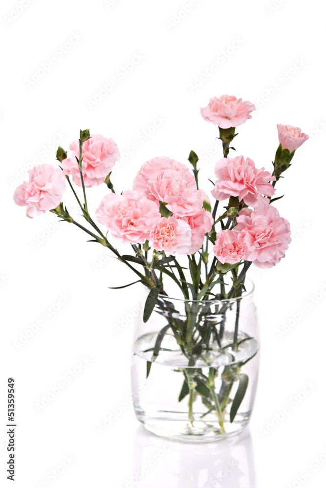 Carnations flowers