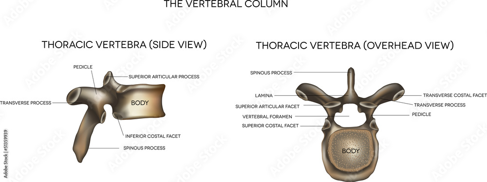 Thoracic vertebra