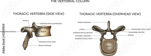 Thoracic vertebra photo