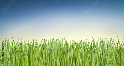 Green grass, blue sky and sun