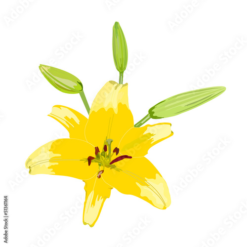 lily vector