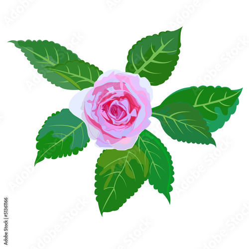 rose flower vector