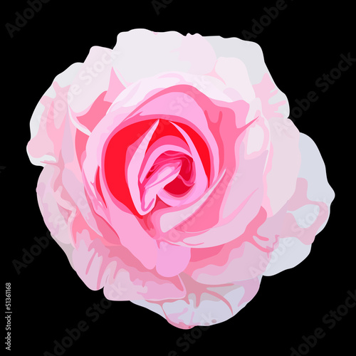 rose flower vector