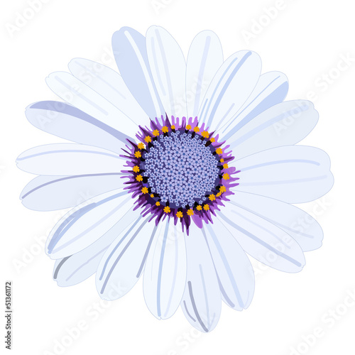 Vector white daisy flower