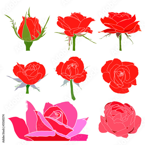 vector roses set