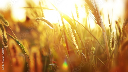 Background with grass and sunshine