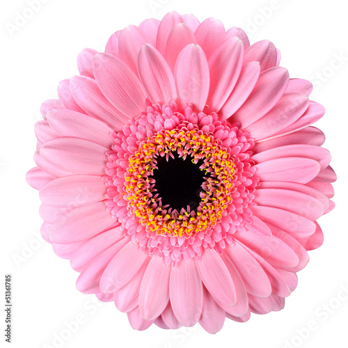 Pink Gerbera Marigold Flower Isolated on White © tr3gi