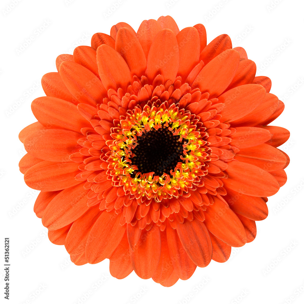 Beautiful Orange Gerbera Flower Isolated on White Beautiful Orange Gerbera Flower Isolated on White