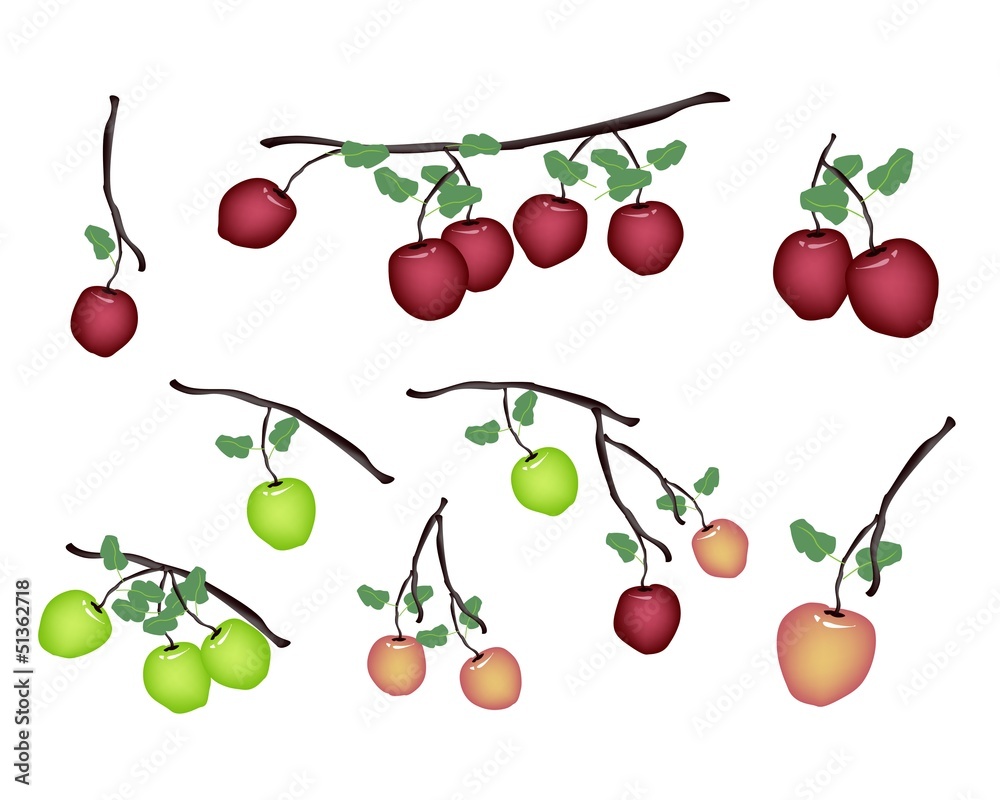 Set of Fresh Apple on White Background