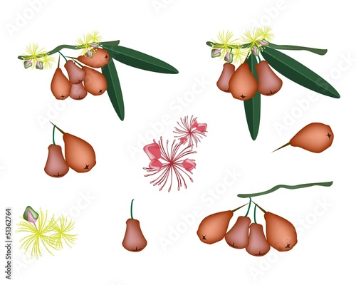 Set of Red Water Apple on White Background