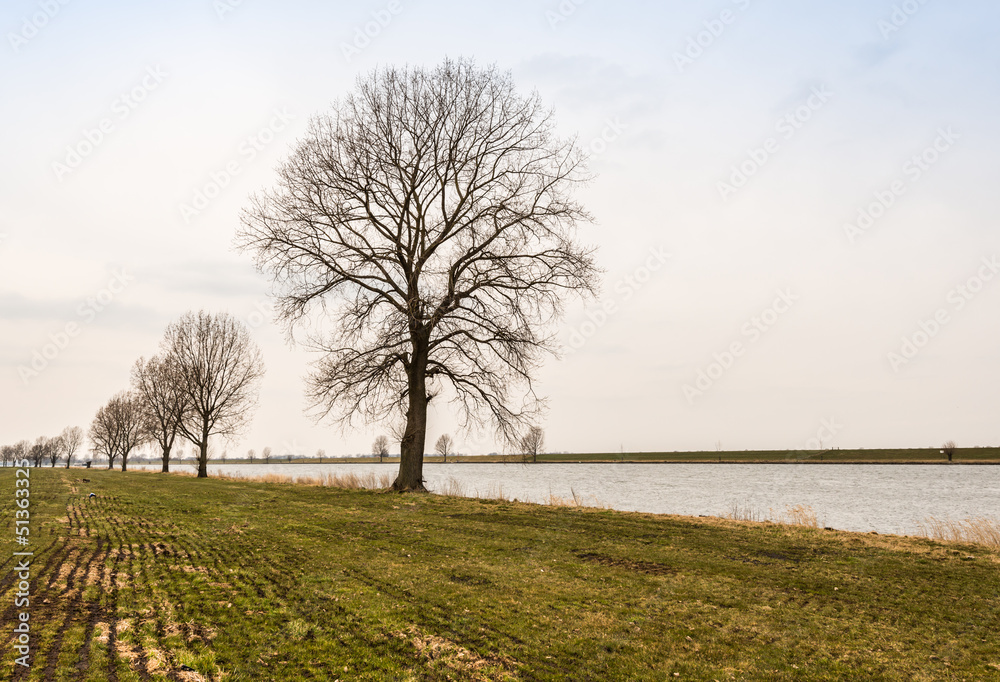 Fototapeta premium Row of bare trees at a riverside