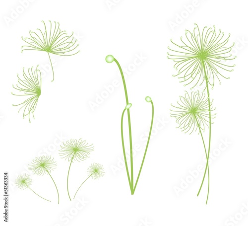 A Set of Cyperus Papyrus Plant on White Background