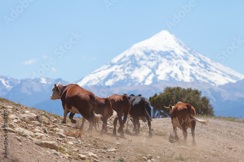 Herd of cows  volcano Lanin  Patagonia  Argentina