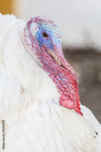The portrait of turkey