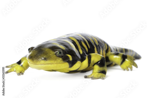 tiger salamander on white