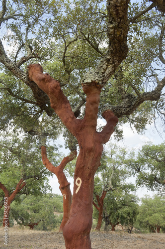 Cork trees