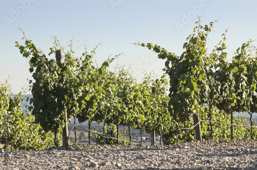 Vineyards