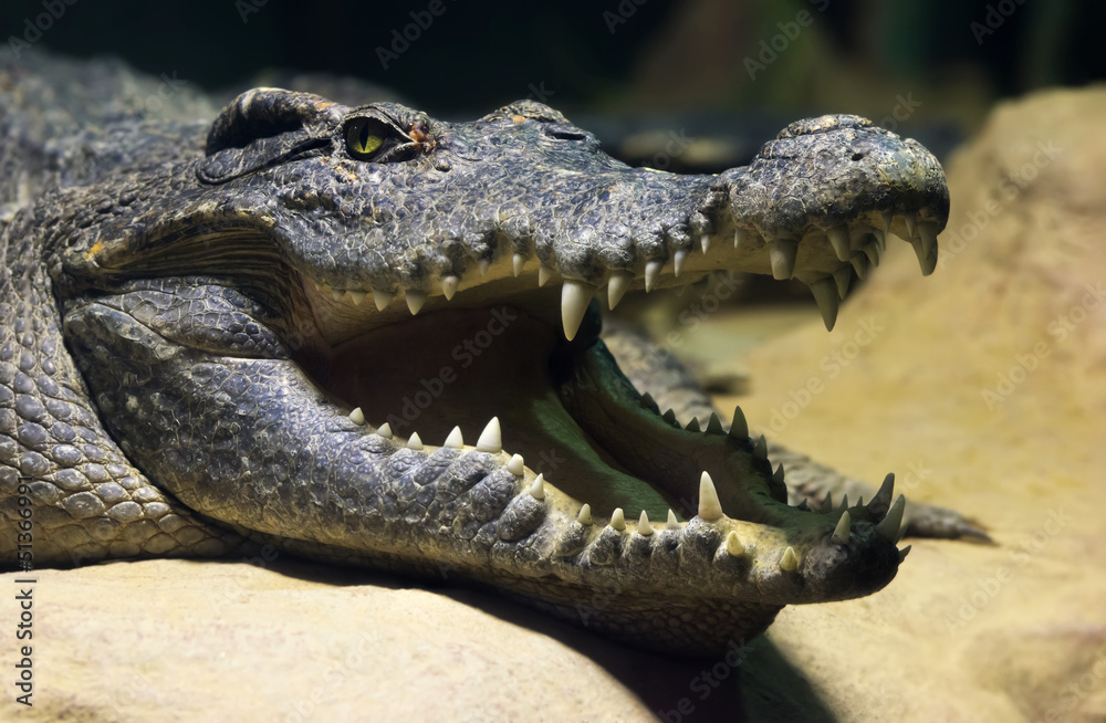 Fototapeta premium Siamese freshwater crocodile smiling