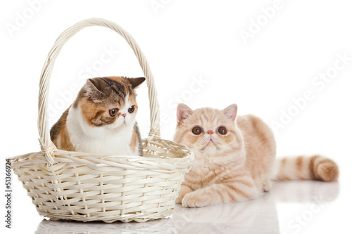 Exotic shorthair cat.  Two cats sitting © EwaStudio