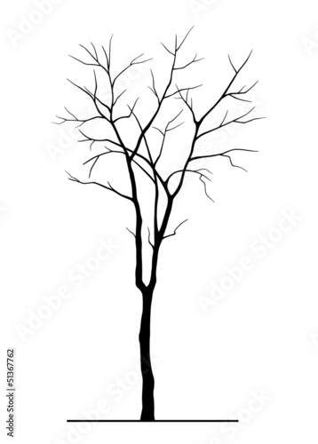 Tree Silhouette