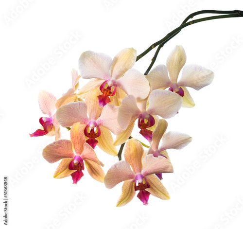 orange striped orchid isolated on the white,  background