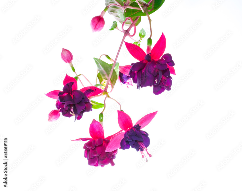 branch purple fuchsia  on white,  background