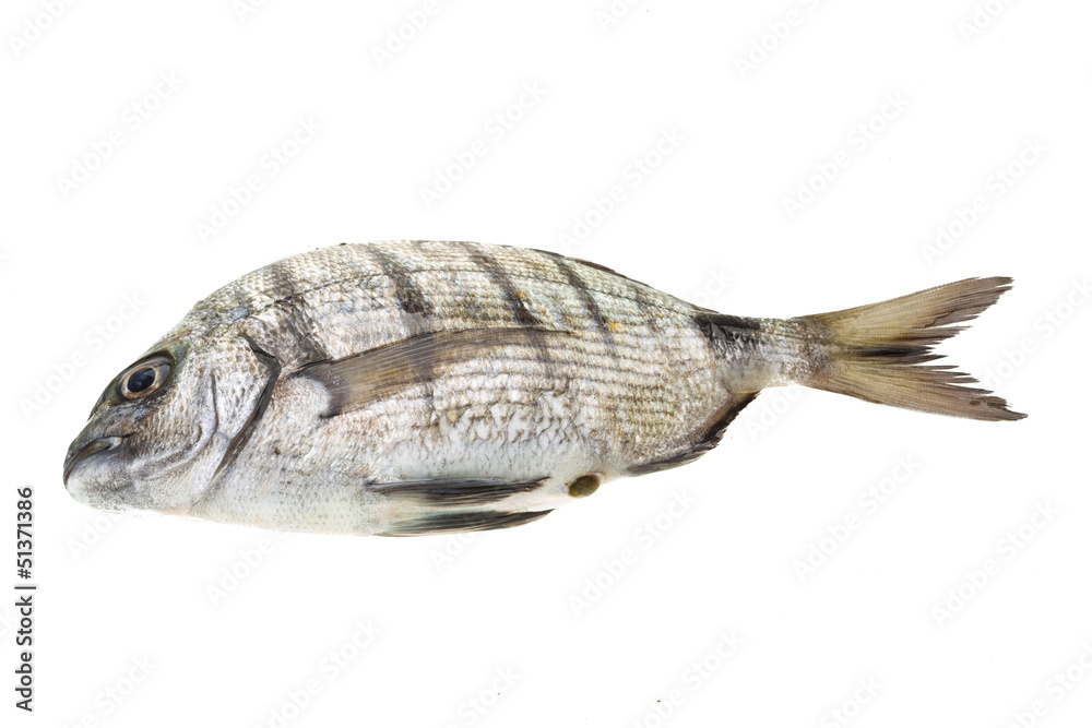Fototapeta premium Raw Tilapia