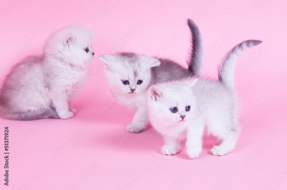 Little kitten Little kitten