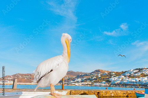 Greece, Petros famous pelican of Mykonos