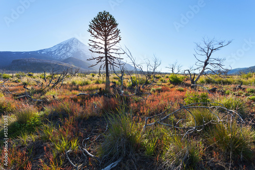 Araucaria and Lanin volcano, Patagonia, Argentina