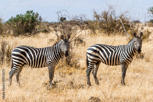 Zebras in Kenya s Tsavo Reserve