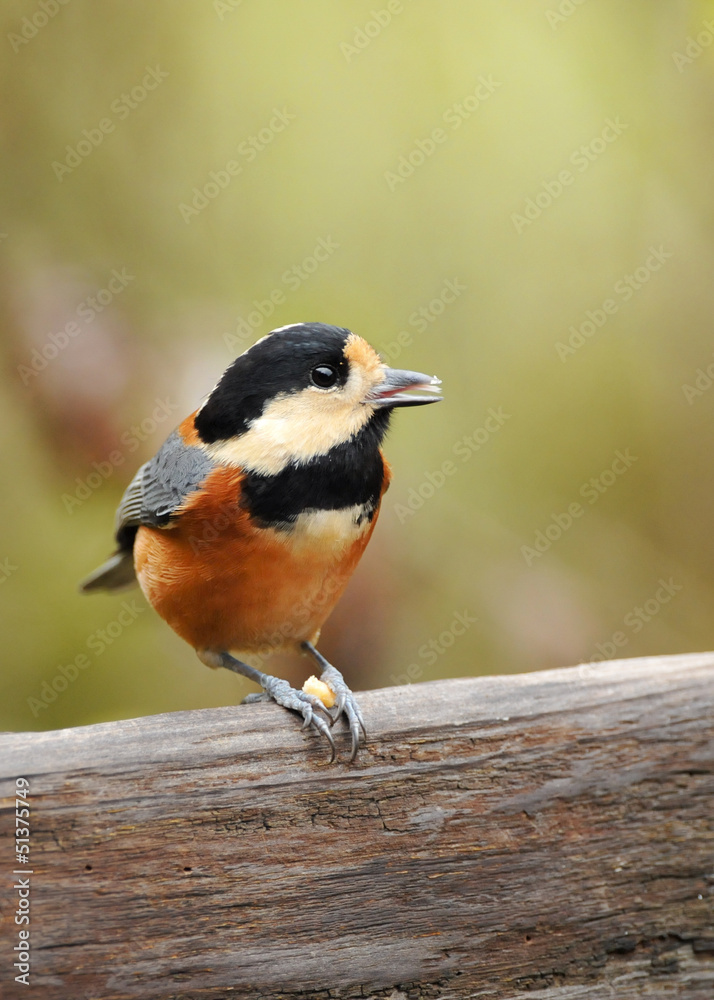 Fototapeta premium ヤマガラの食事