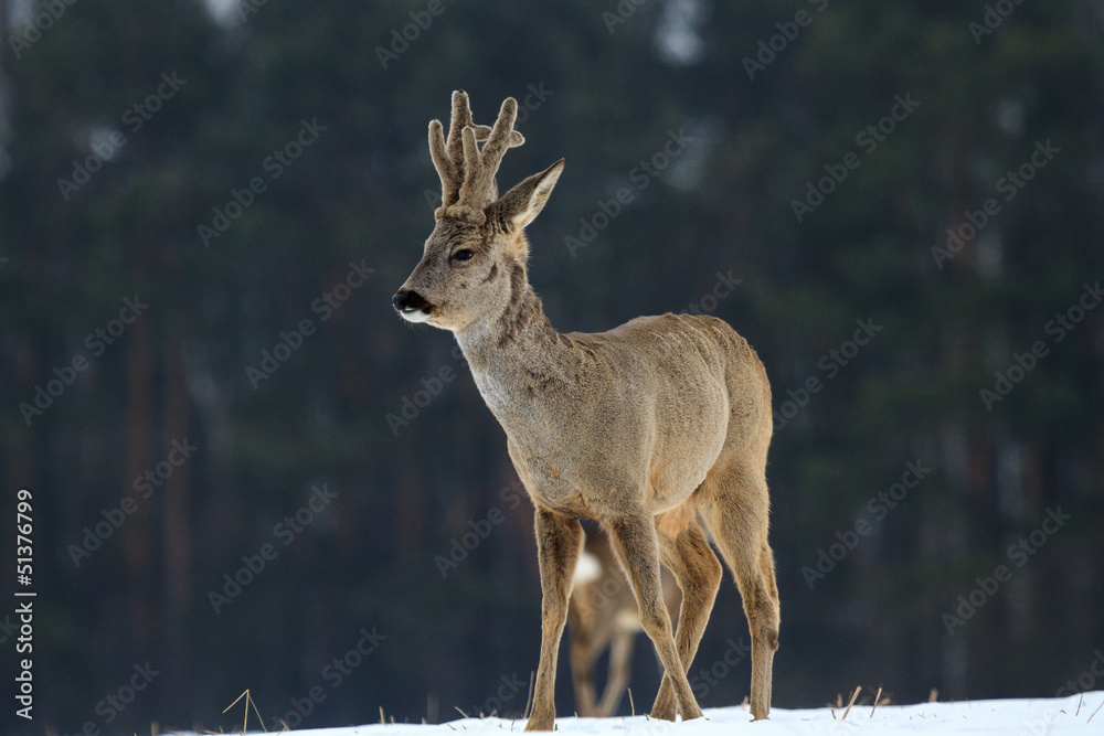 Fototapeta premium roe