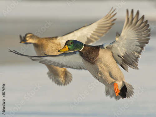 Konstfotografi Pair of Mallards