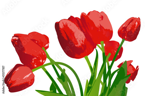 Bouquet red garden tulip on a white background.Vector