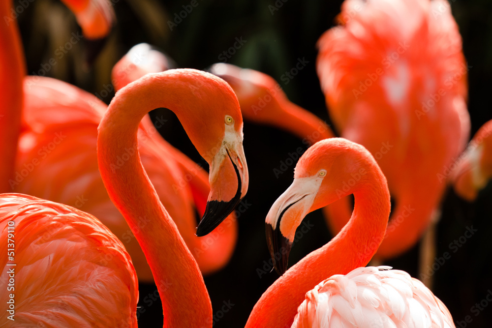 Fototapeta premium Kuba-Flamingo (Phoenicopterus ruber)