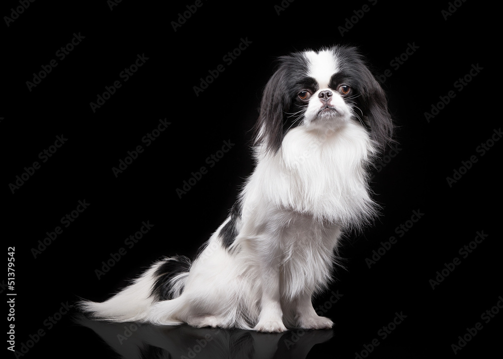 japanese chin on black background japanese chin on black background
