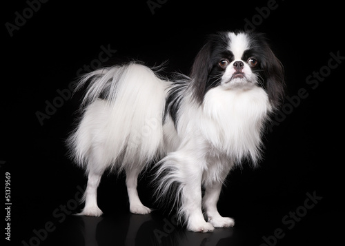 japanese chin on black background