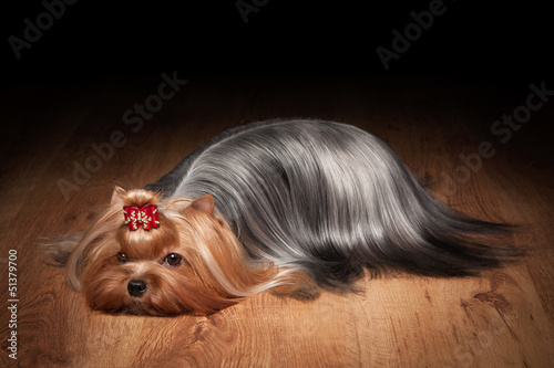 yorkie puppy on table with wooden texture