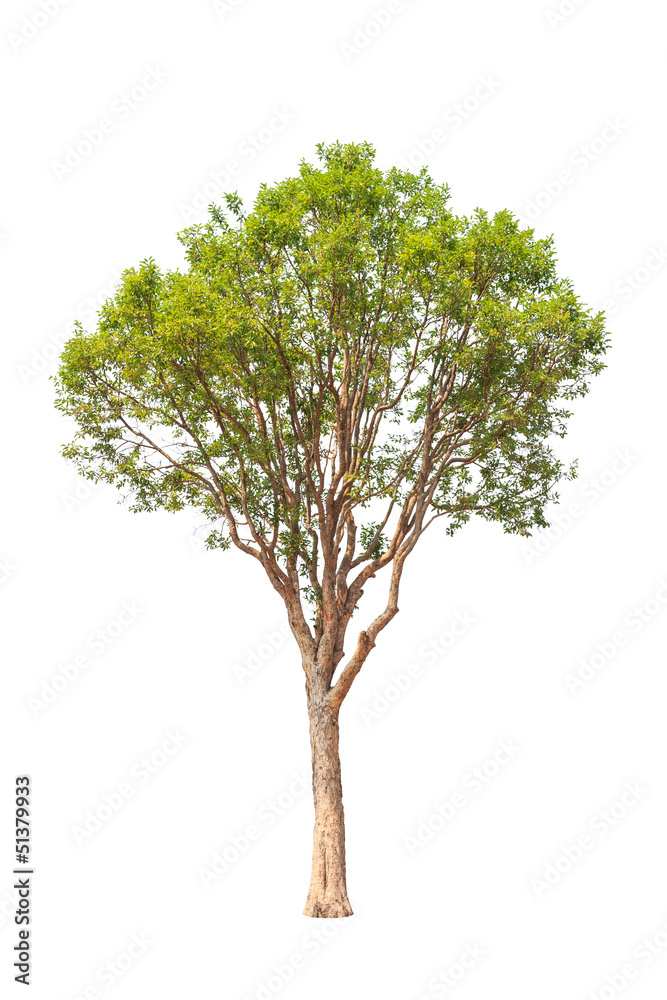 Irvingia malayana also known as Wild Almond, tropical tree in th Irvingia malayana also known as Wild Almond, tropical tree in th