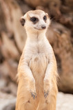 Meerkat or Suricate portrait