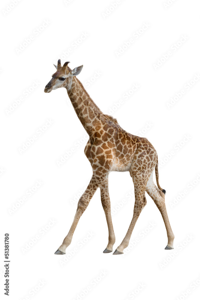 Fototapeta premium baby giraffe